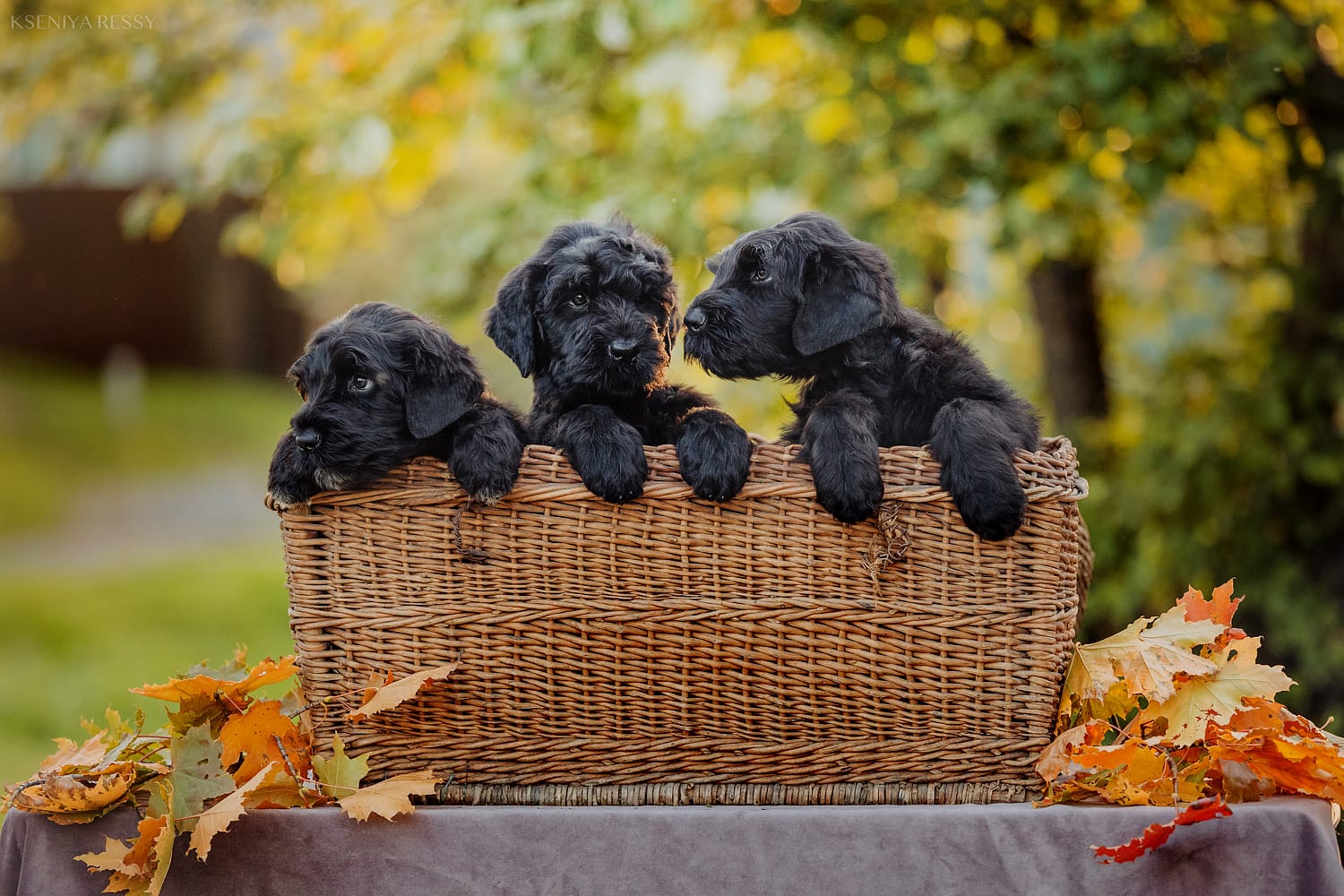Совместные фотографии новых щенят